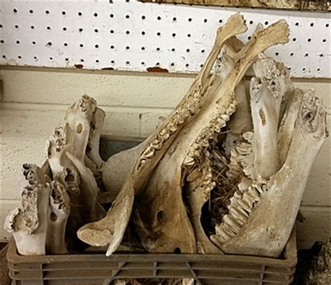160 that has made trapping raccoons in Northern. . Is it legal to collect animal bones in georgia